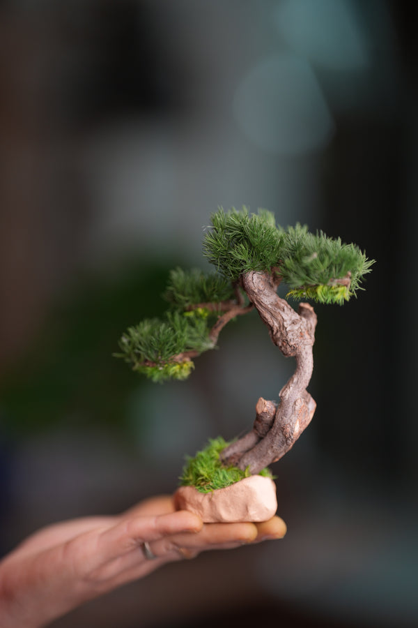 Benchmark Pine - Rosewood - Smaller (Preserved Plants)
