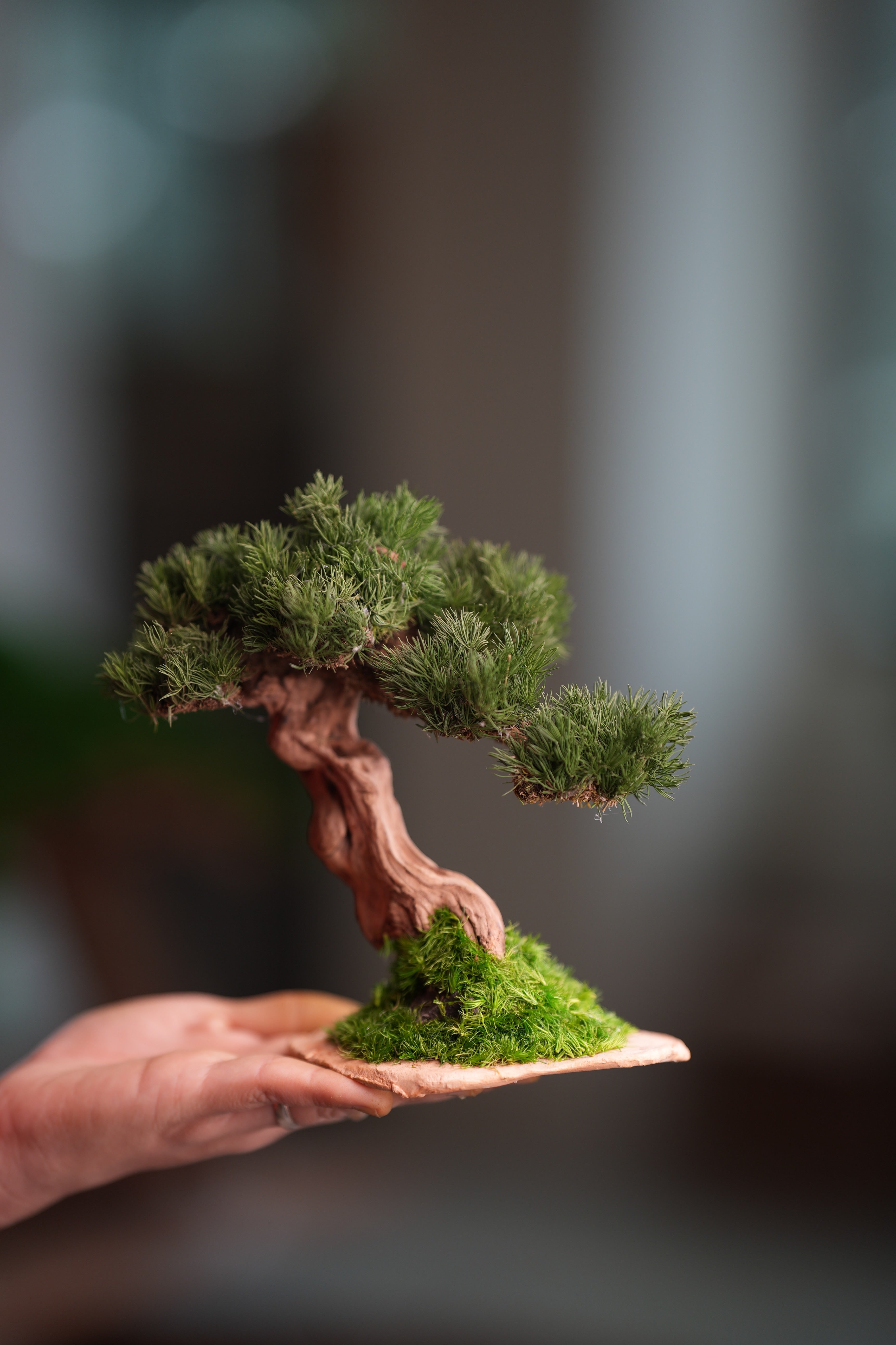 Benchmark Pine - Driftwood (Preserved Plants)
