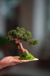 Benchmark Pine - Driftwood (Preserved Plants)