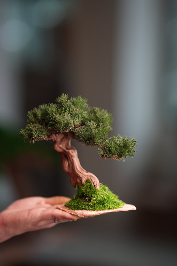 Benchmark Pine - Driftwood (Preserved Plants)