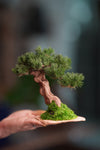Benchmark Pine - Driftwood (Preserved Plants)