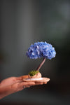 A Small Tree in the East - Purple Dream (Preserved Plants)