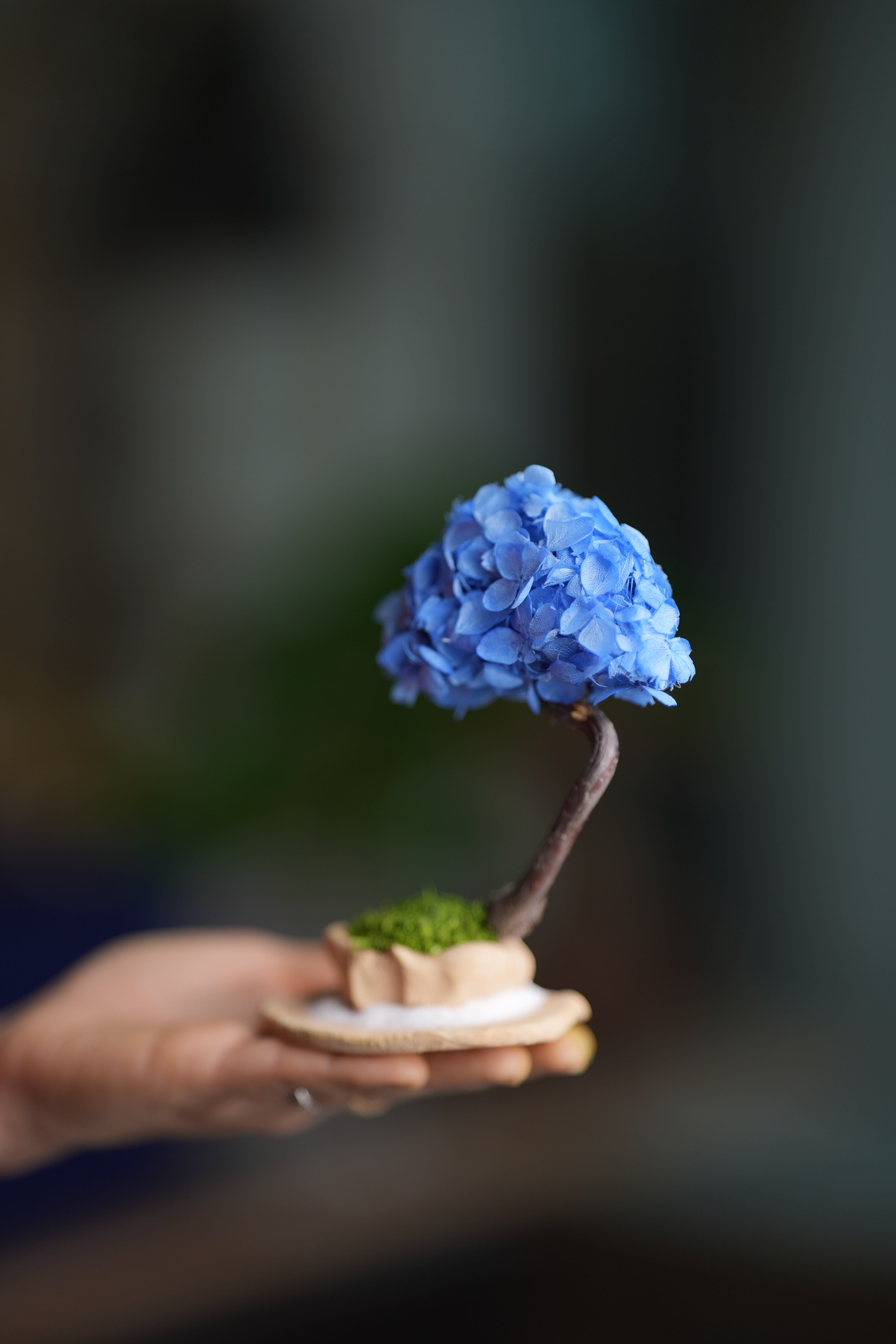 A Small Tree in the East - Purple Dream (Preserved Plants)