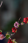 Children of the Forest - Vibrant (Preserved Plants)