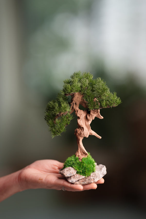Benchmark Pine - Driftwood (Preserved Plants)