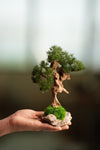 Benchmark Pine - Driftwood (Preserved Plants)