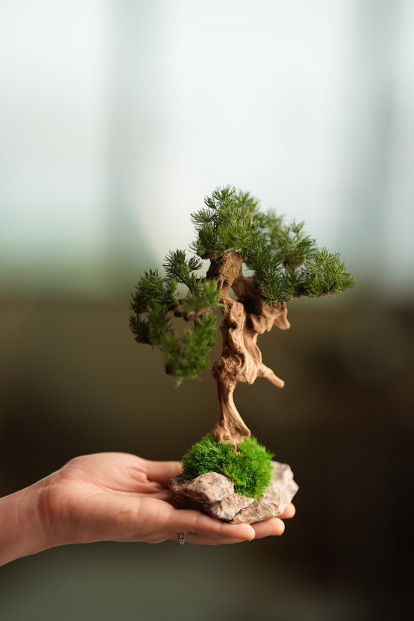 Benchmark Pine - Driftwood (Preserved Plants)