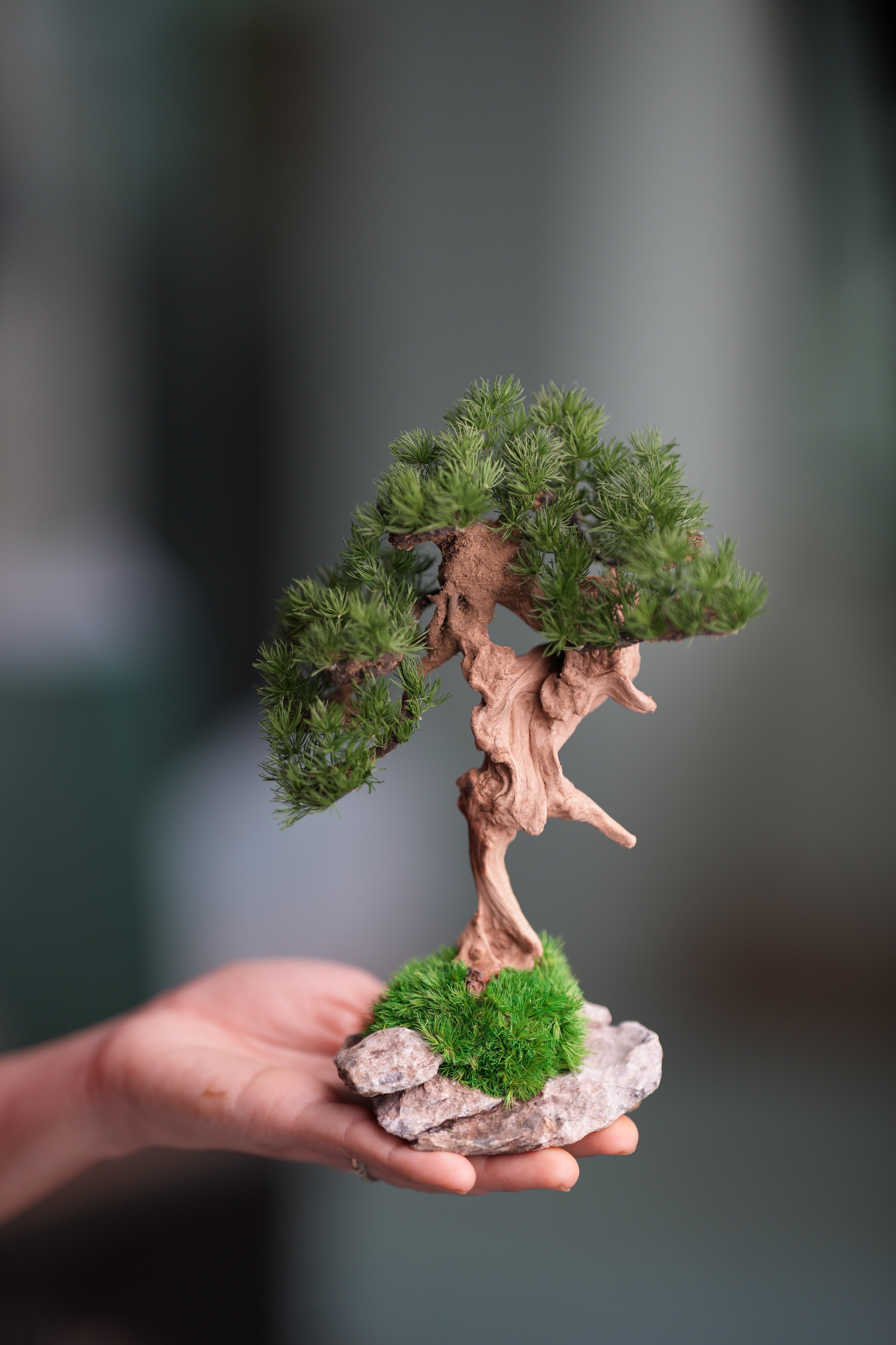 Benchmark Pine - Driftwood (Preserved Plants)