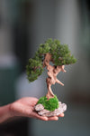 Benchmark Pine - Driftwood (Preserved Plants)
