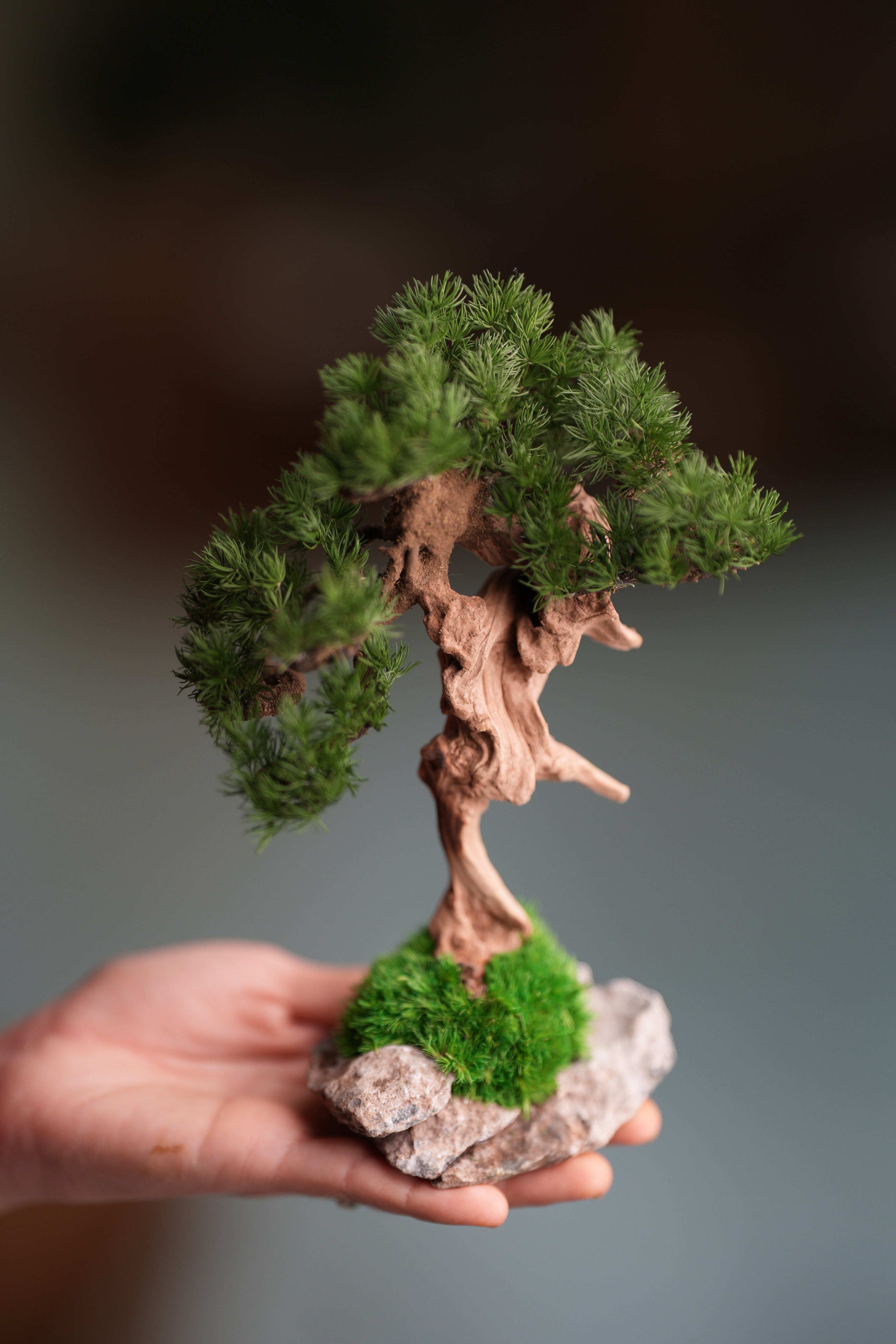 Benchmark Pine - Driftwood (Preserved Plants)