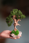 Benchmark Pine - Driftwood (Preserved Plants)