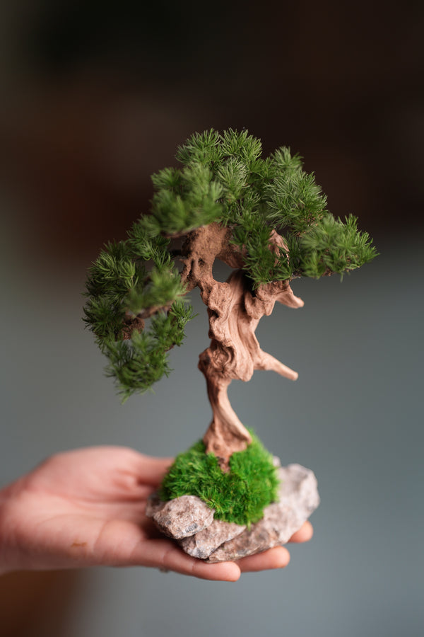 Benchmark Pine - Driftwood (Preserved Plants)