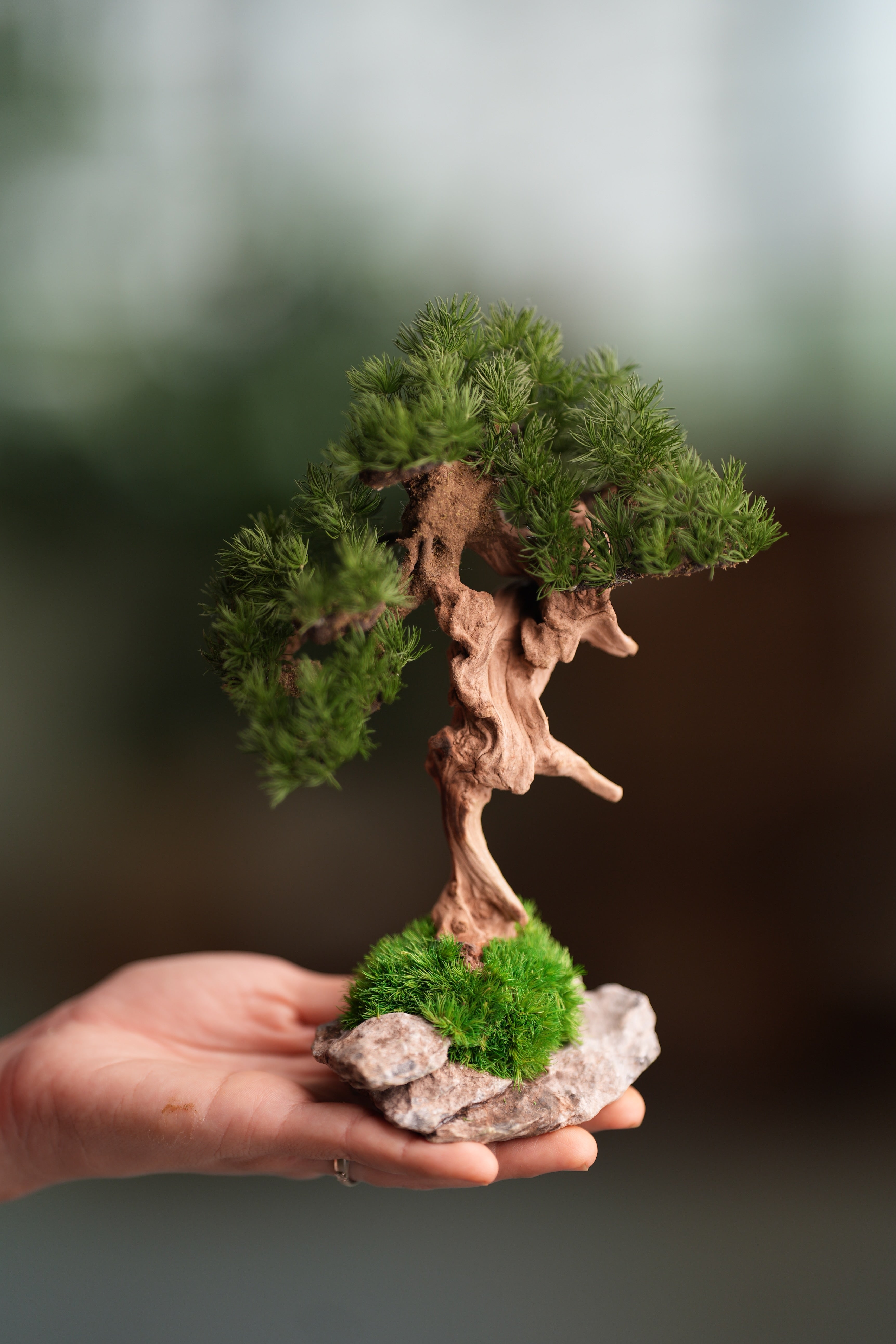 Benchmark Pine - Driftwood (Preserved Plants)