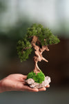 Benchmark Pine - Driftwood (Preserved Plants)