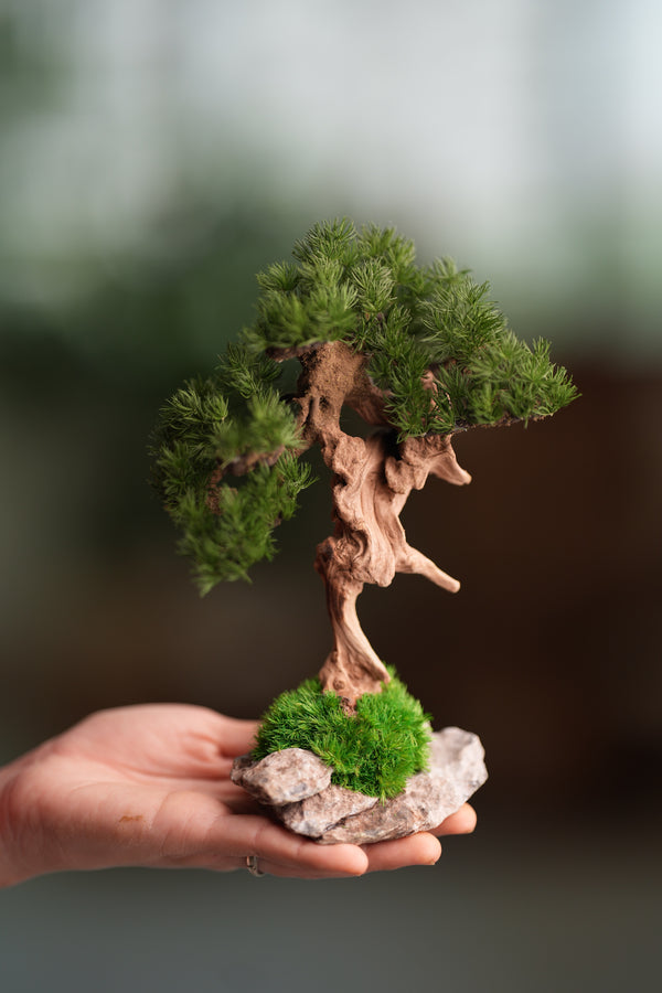 Benchmark Pine - Driftwood (Preserved Plants)