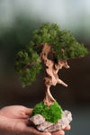 Benchmark Pine - Driftwood (Preserved Plants)