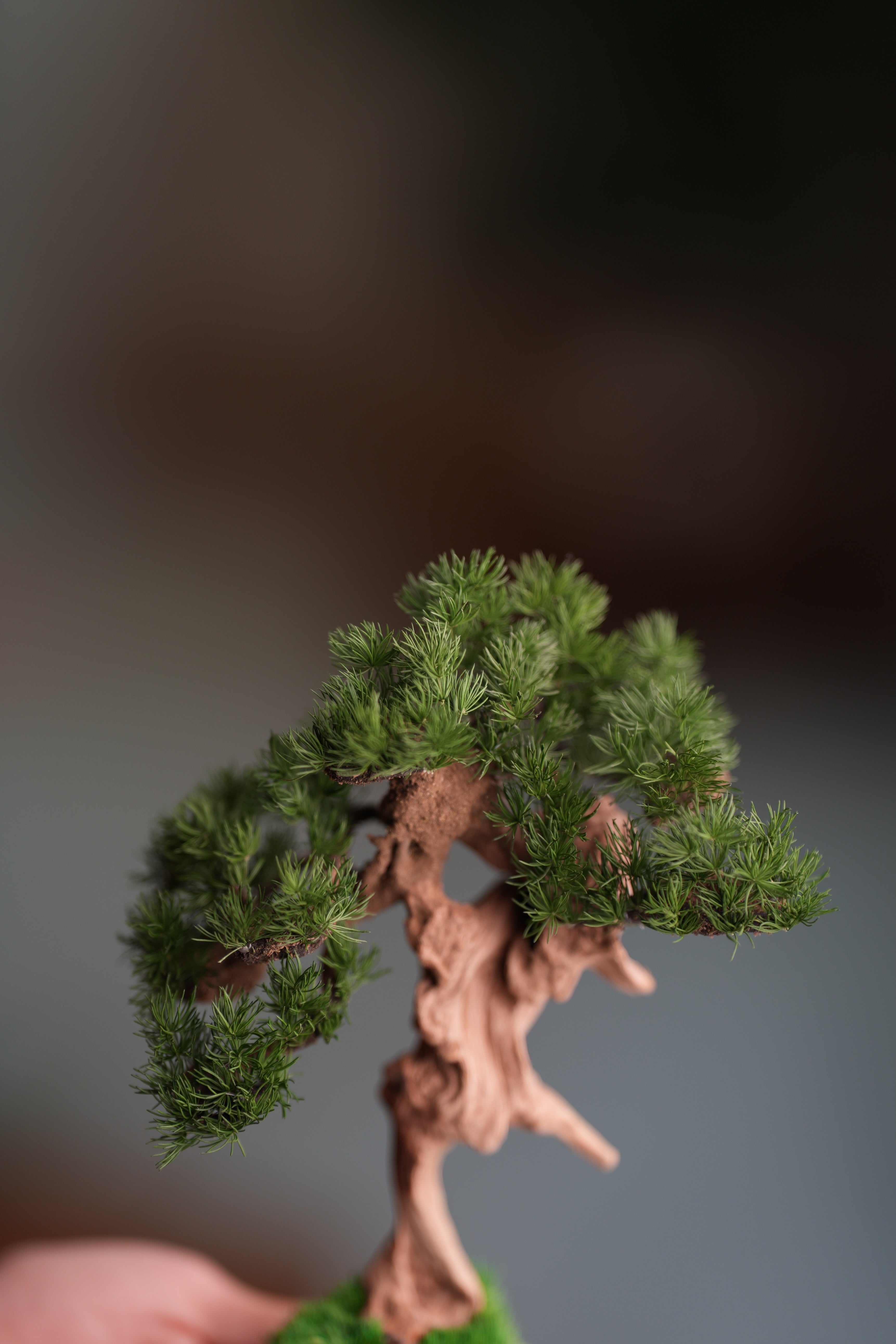 Benchmark Pine - Driftwood (Preserved Plants)