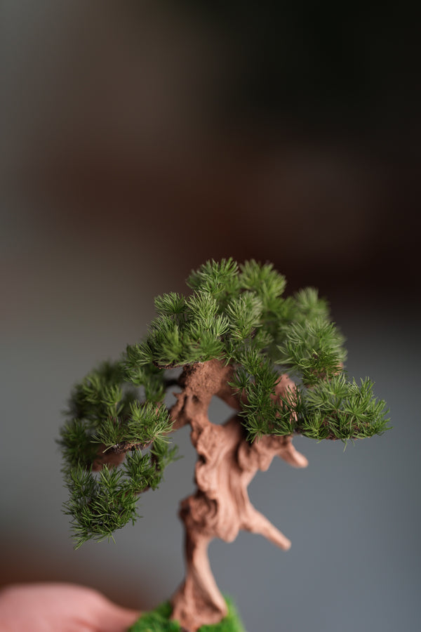 Benchmark Pine - Driftwood (Preserved Plants)