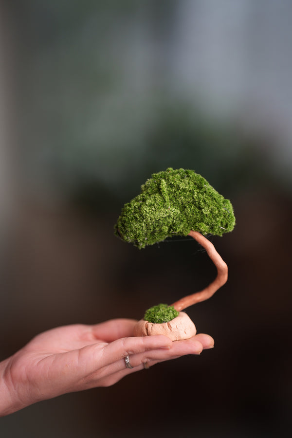 A Small Tree in the East - Classic (Preserved Plants)