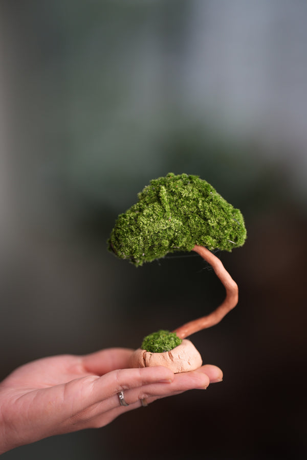 A Small Tree in the East - Classic (Preserved Plants)