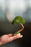 A Small Tree in the East - Classic (Preserved Plants)