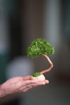 A Small Tree in the East - Classic (Preserved Plants)