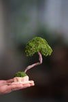 A Small Tree in the East - Classic (Preserved Plants)