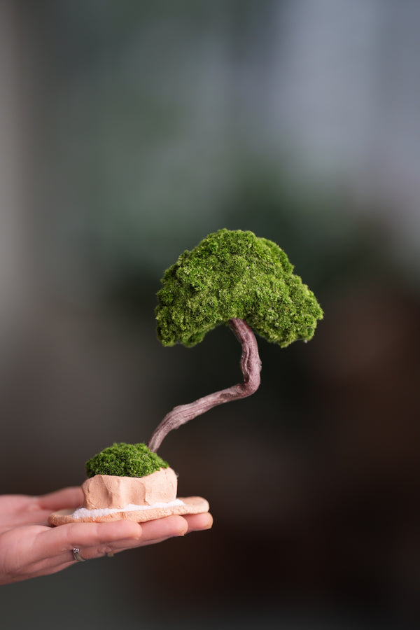 A Small Tree in the East - Classic (Preserved Plants)