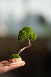 A Small Tree in the East - Classic (Preserved Plants)