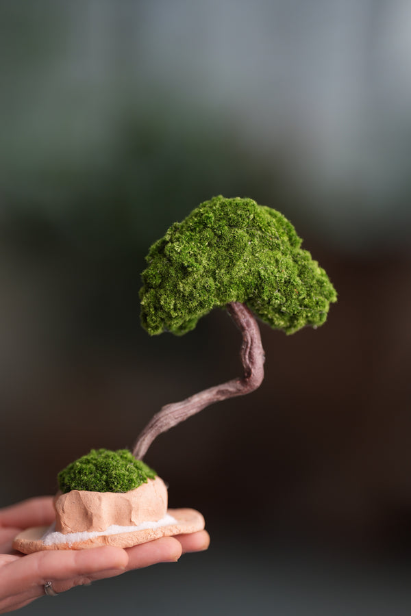 A Small Tree in the East - Classic (Preserved Plants)