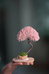A Small Tree in the East - Classic - Teen (Preserved Plants)