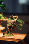 Summer's Whisper (Preserved Plants)