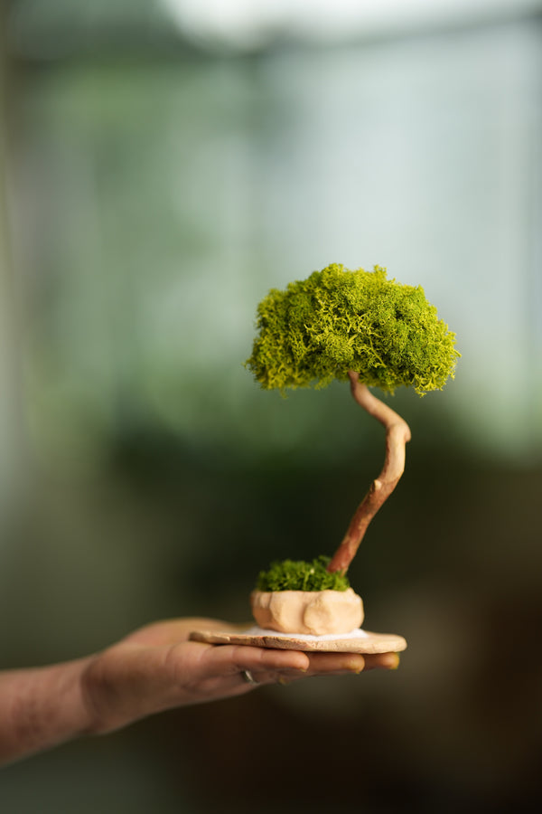 A Small Tree in the East - Classics - Reindeer (Preserved Plants)