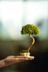 A Small Tree in the East - Classics - Reindeer (Preserved Plants)