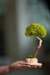 A Small Tree in the East - Classics - Reindeer (Preserved Plants)
