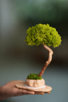 A Small Tree in the East - Classics - Reindeer (Preserved Plants)
