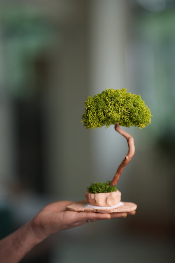 A Small Tree in the East - Classics - Reindeer (Preserved Plants)
