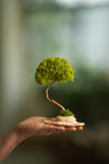 A Small Tree in the East - Classics - Reindeer (Preserved Plants)