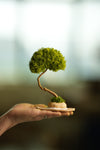 A Small Tree in the East - Classics - Reindeer (Preserved Plants)