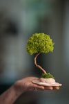 A Small Tree in the East - Classics - Reindeer (Preserved Plants)
