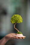 A Small Tree in the East - Classics - Reindeer (Preserved Plants)