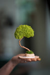 A Small Tree in the East - Classics - Reindeer (Preserved Plants)