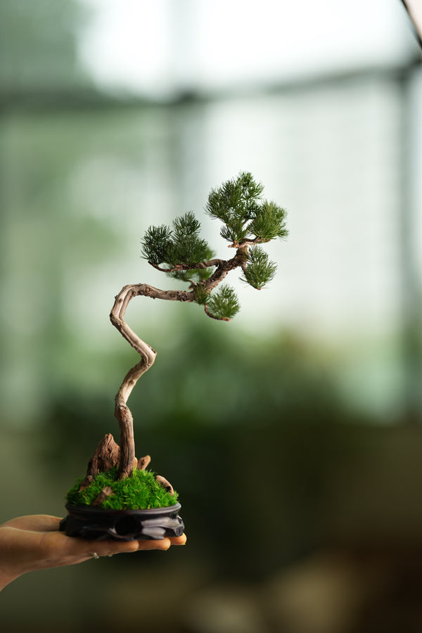 Poet of the Forest - Juniper of the Cultured Garden (Preserved Plants)