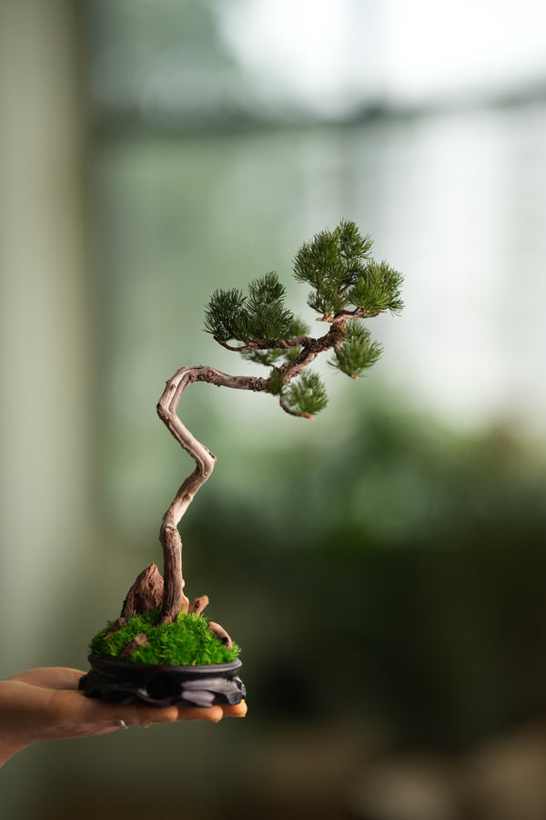 Poet of the Forest - Juniper of the Cultured Garden (Preserved Plants)