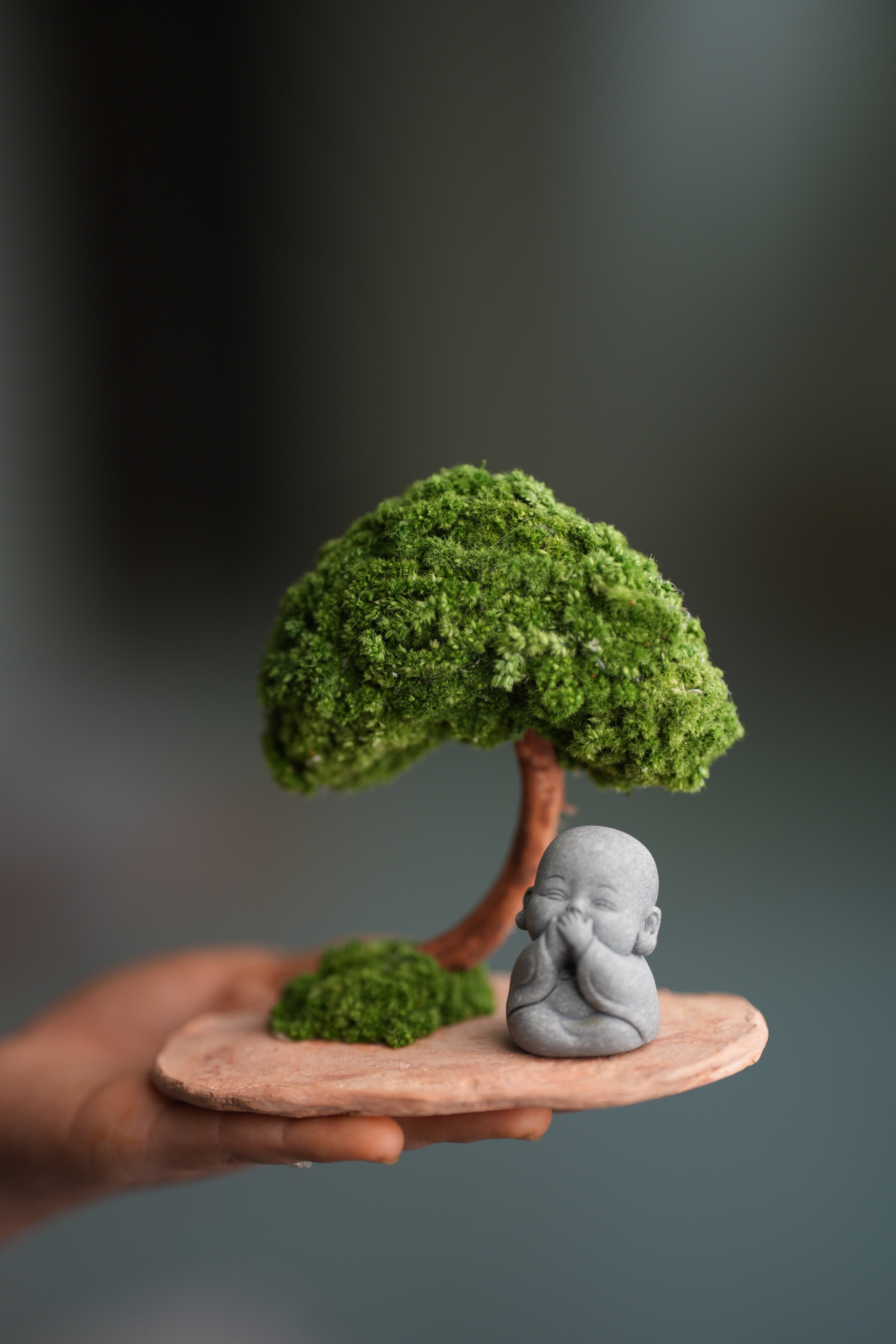 A Small Tree in the East - Classic - Journeyman (Preserved Plants)