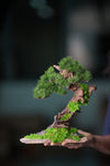 Greenwood - Stride & Pride - Benchmark Pine (Preserved Plants)