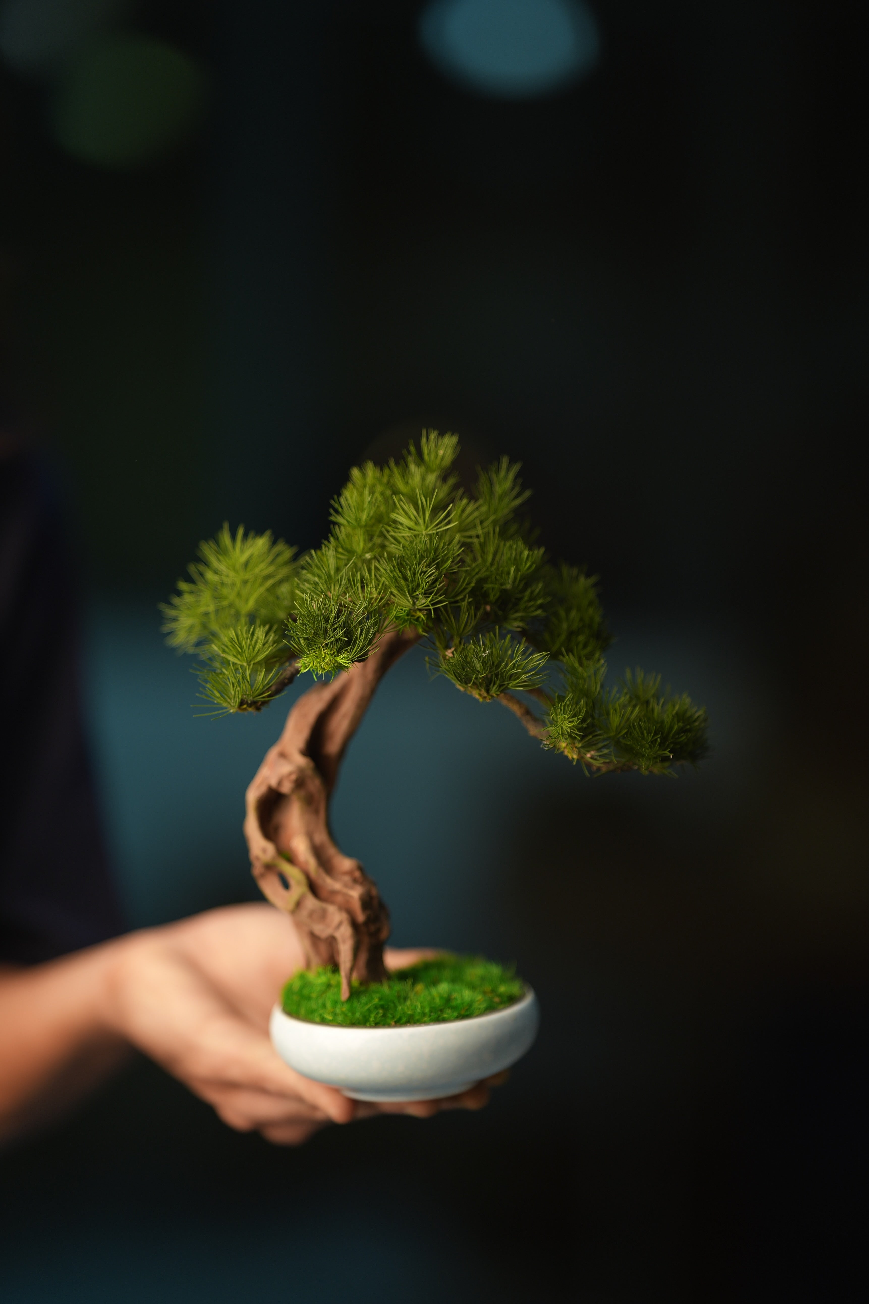 Greenwood - Freshman - Pine (Preserved Plants)
