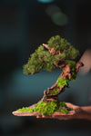 Greenwood - Stride & Pride - Benchmark Pine (Preserved Plants)