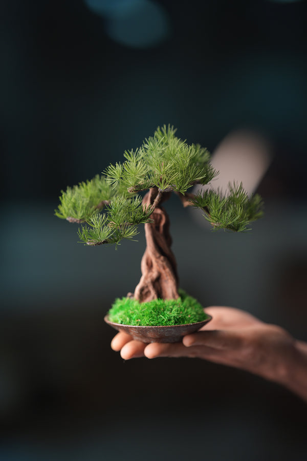 Greenwood - Freshman - Pine (Preserved Plants)