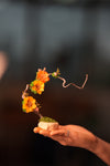Children of the Forest - Grace - Smaller (Preserved Plants)
